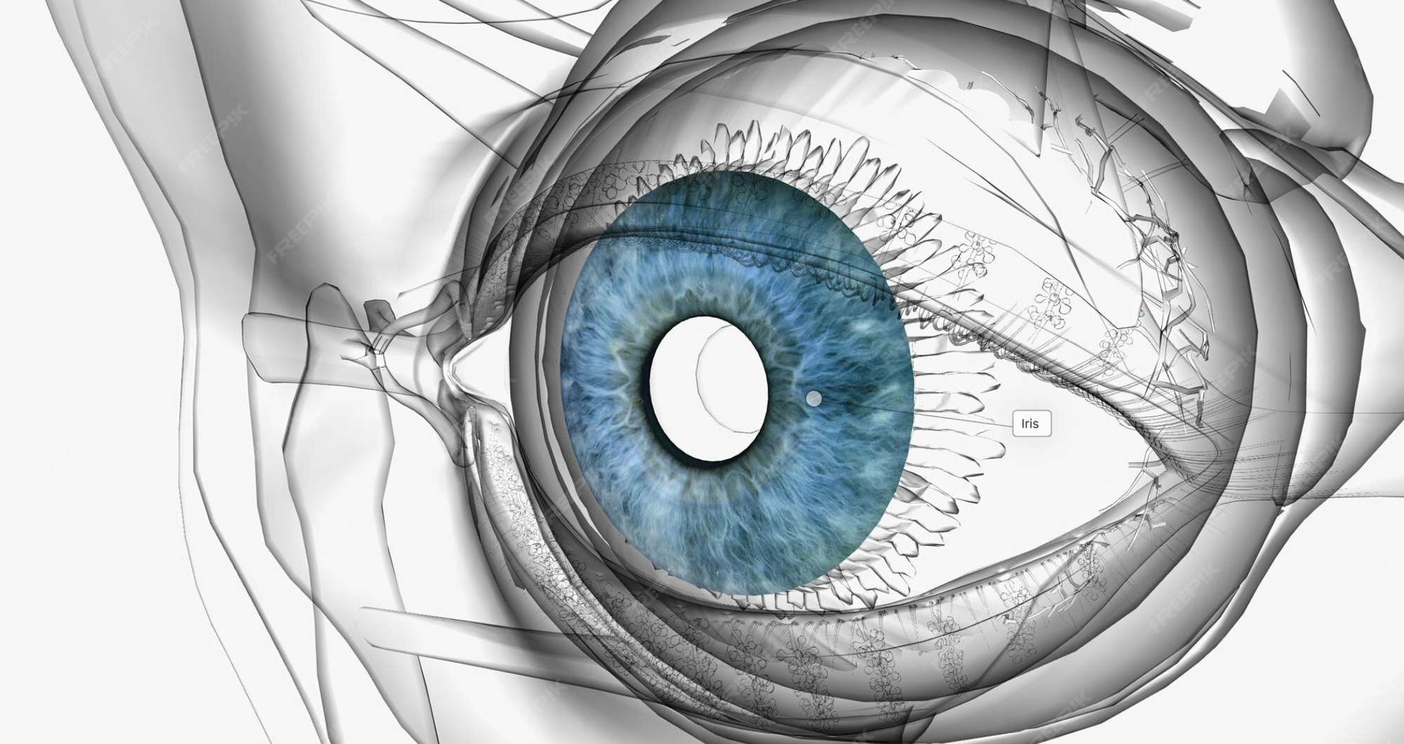 L'oculomotricité et l’équilibre postural