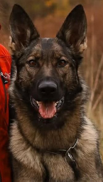 Azmora od Uparty Boryk “Kaveh”