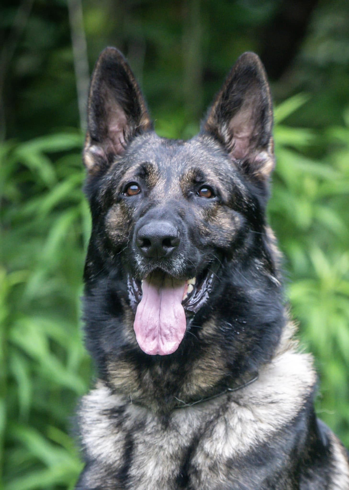 SG Jäger vom Fate BH-VT AD