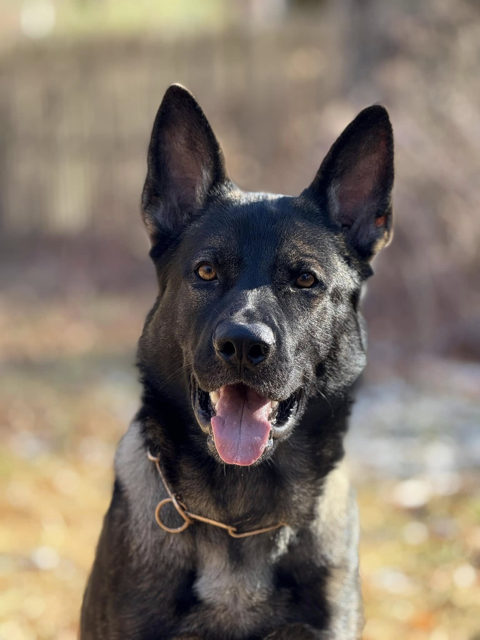 Hawk von den Weissen Bergen (Bronson) IGP I