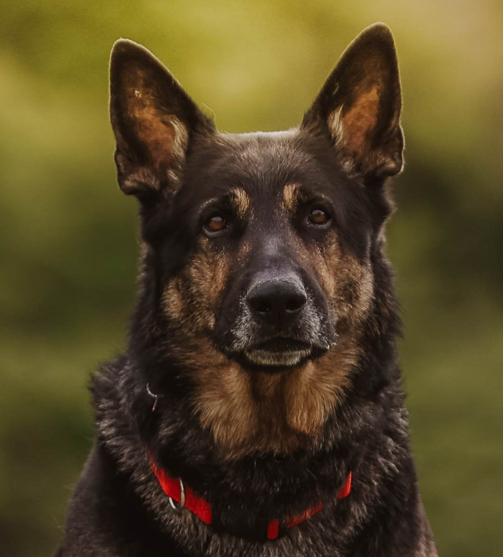 Hello vom Evolution (Hawke) CGCA CGCU IGP I UPR 2 FPR 2 TKN FH 1 ,  High FH