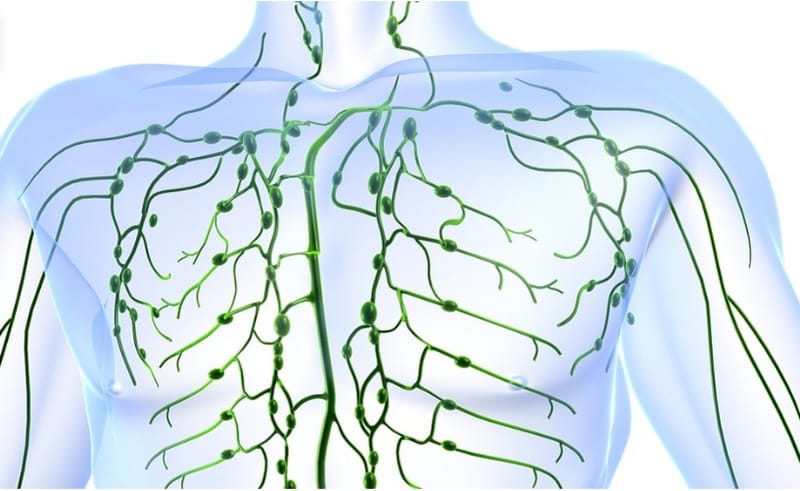 LE SYSTÈME LYMPHATIQUE, C'EST QUOI?