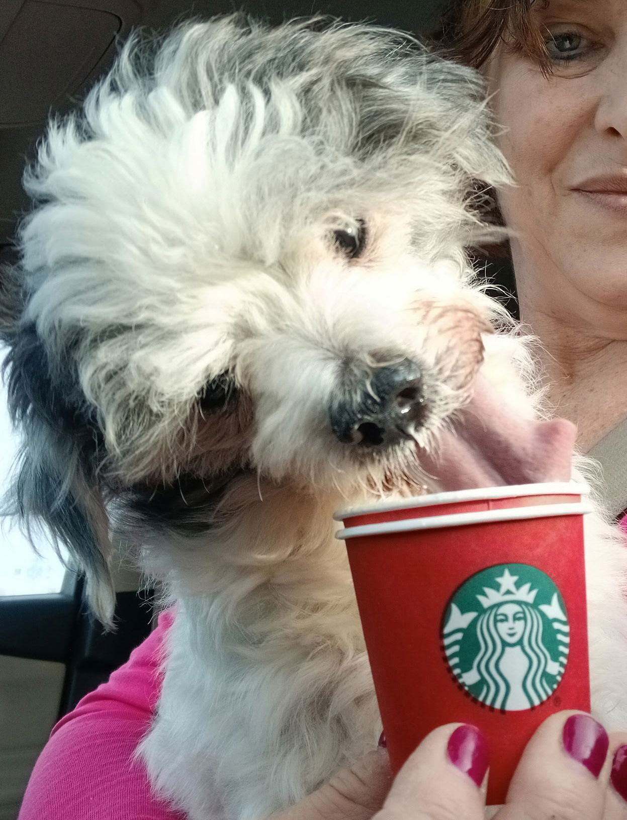Grumbles - My Name is Grumbles and I am about 10 years old. I am a senior poodle mix. I was found zip tied on a road horribly matted, parasites, skin sores, bad teeth and broken jaw. A very kind lady picked me up and brought me to the rescue. I have been neutered, microchipped, vaccinated, and received a full dental where the rest of my bad teeth were removed.  My jaw is unfortunately broken for good as the bone is missing from such bad dental disease.   I get along with other small dogs.  I seem to love cats obsessively. I am very selective of people but once I have warmed up, I will not leave your side.  I love to sleep beside my human.  I travel well in the car as I have been on a few road trips.  I love car rides, Starbucks pup cups and toys! I want to be with my human all the time.