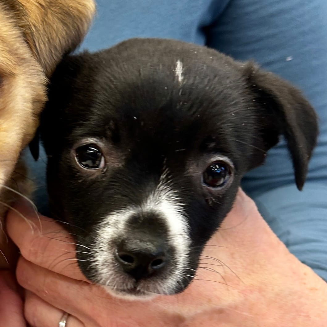 Sneezy ADOPTED