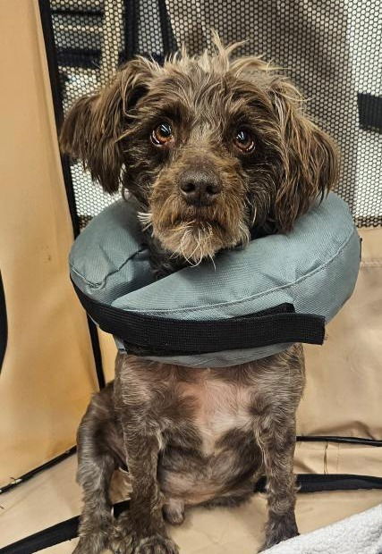 Ralphie - I was in rough shape when a good Samaritan found me; covered in long matted fur.  She took me to the vet where they gave me shots and groomed me.  I thought that I was a medium size dog, but when they got all the fur off me, they found that I was a small dog. I have been carrying around all that fur for years.  I couldn't even see because of the fur.  I'm still not ready for adoption I came with a kidney infection and a skin issue. Also have to be neutered, but I'll be ready soon.