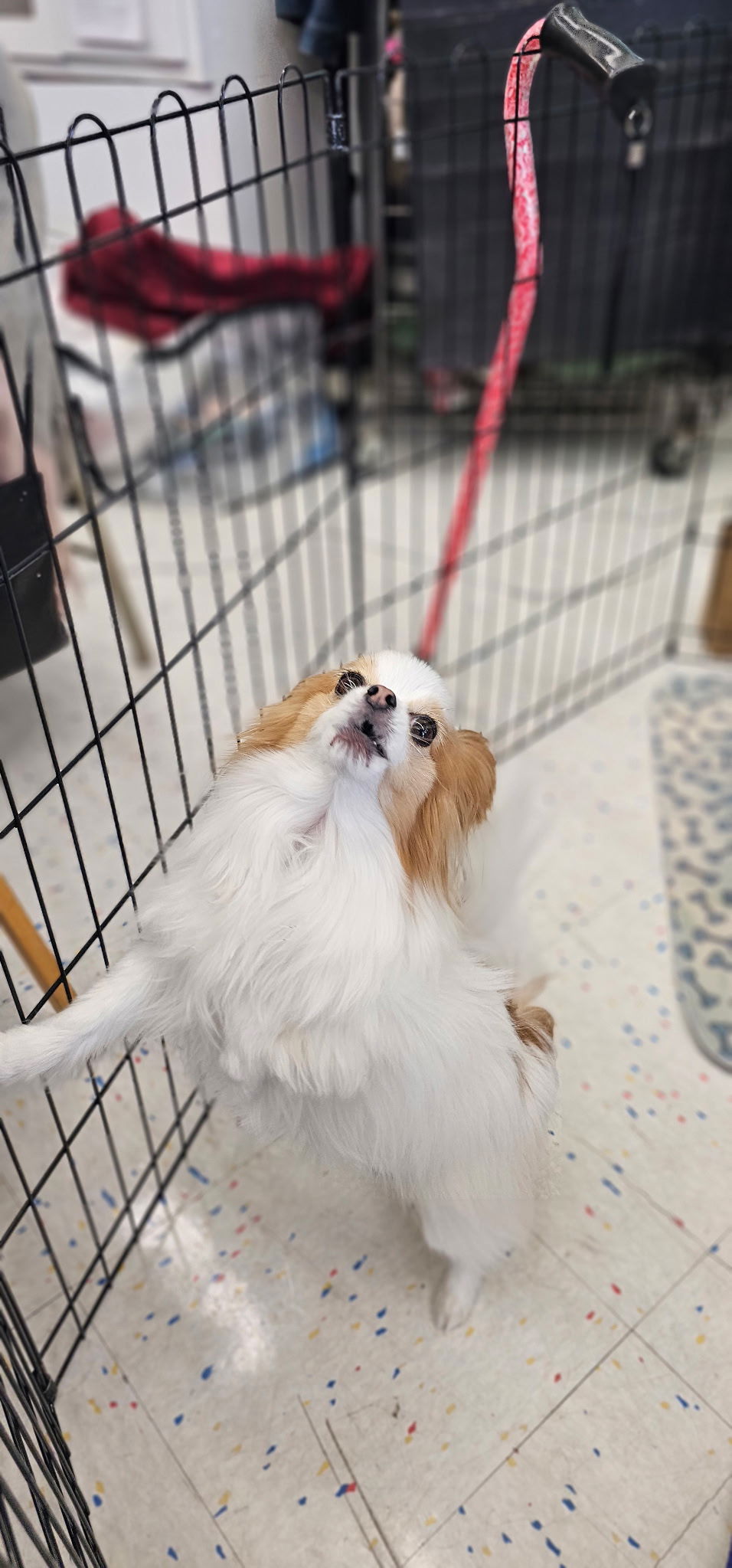 Bella