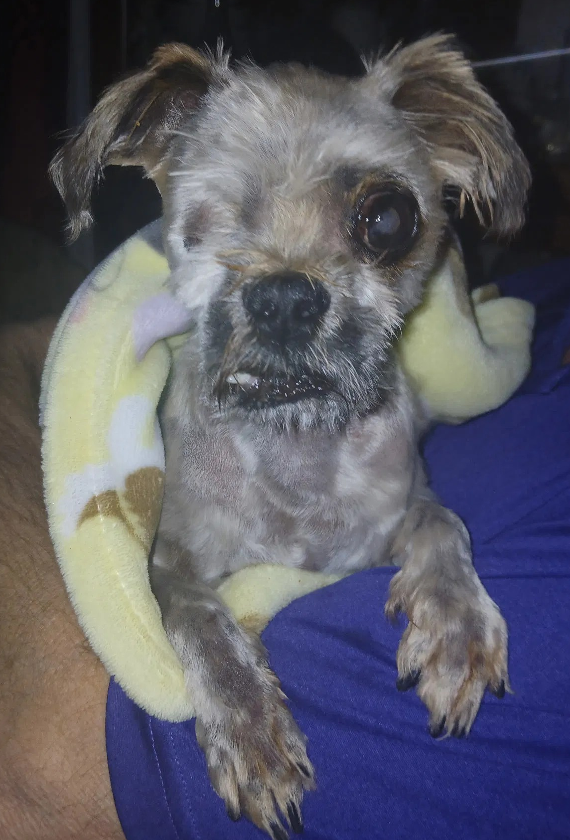 Wally