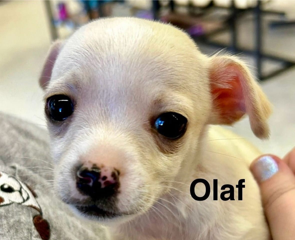Olaf