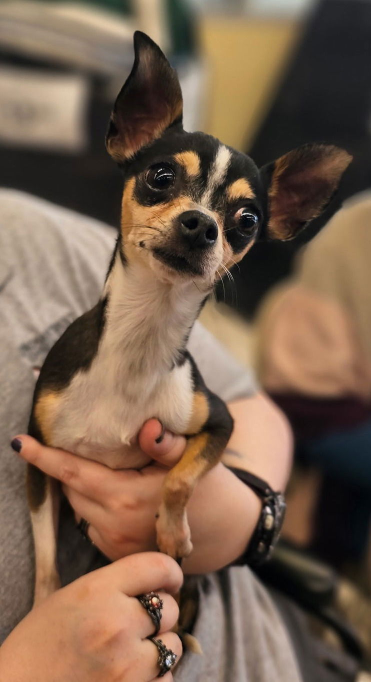 Marley (now Maisie)