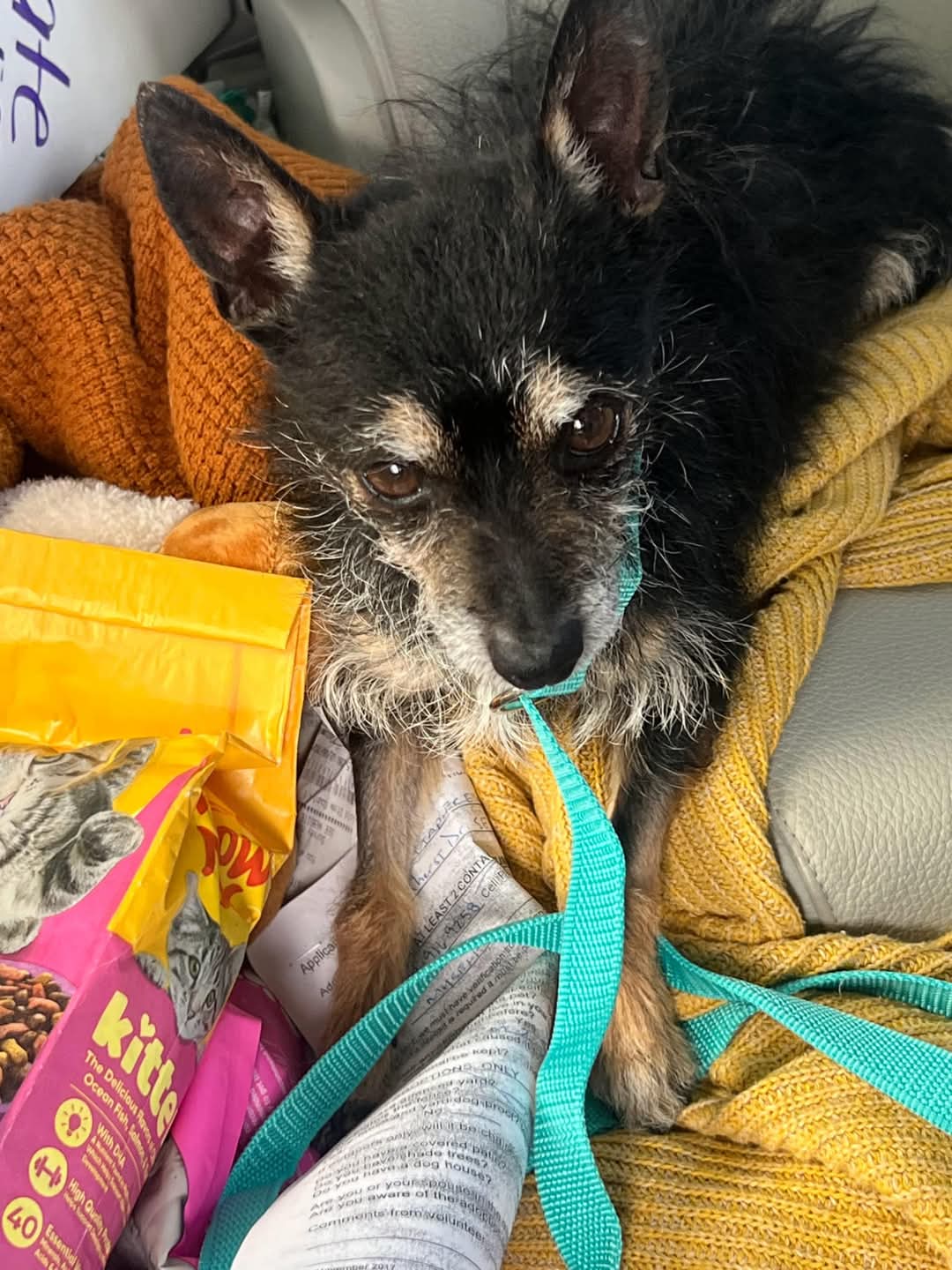 LITTLE  MAN - I am 6 years old, fully vetted including dental , and I love everyone!