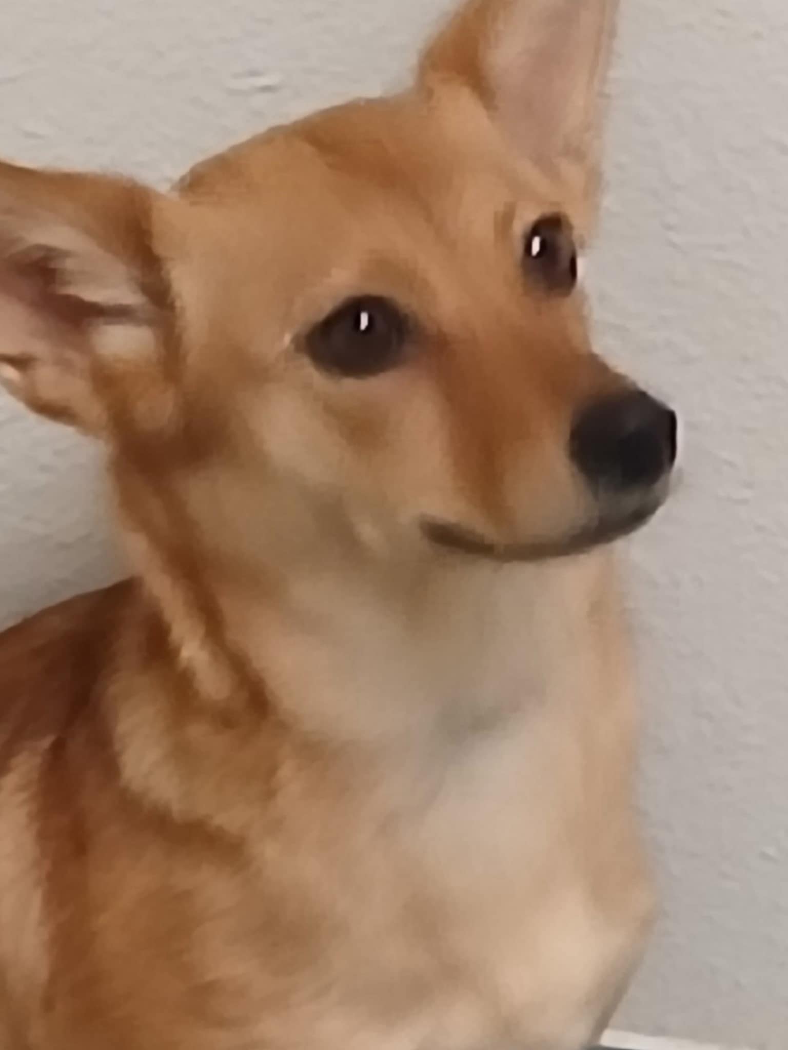 Foxy Mama