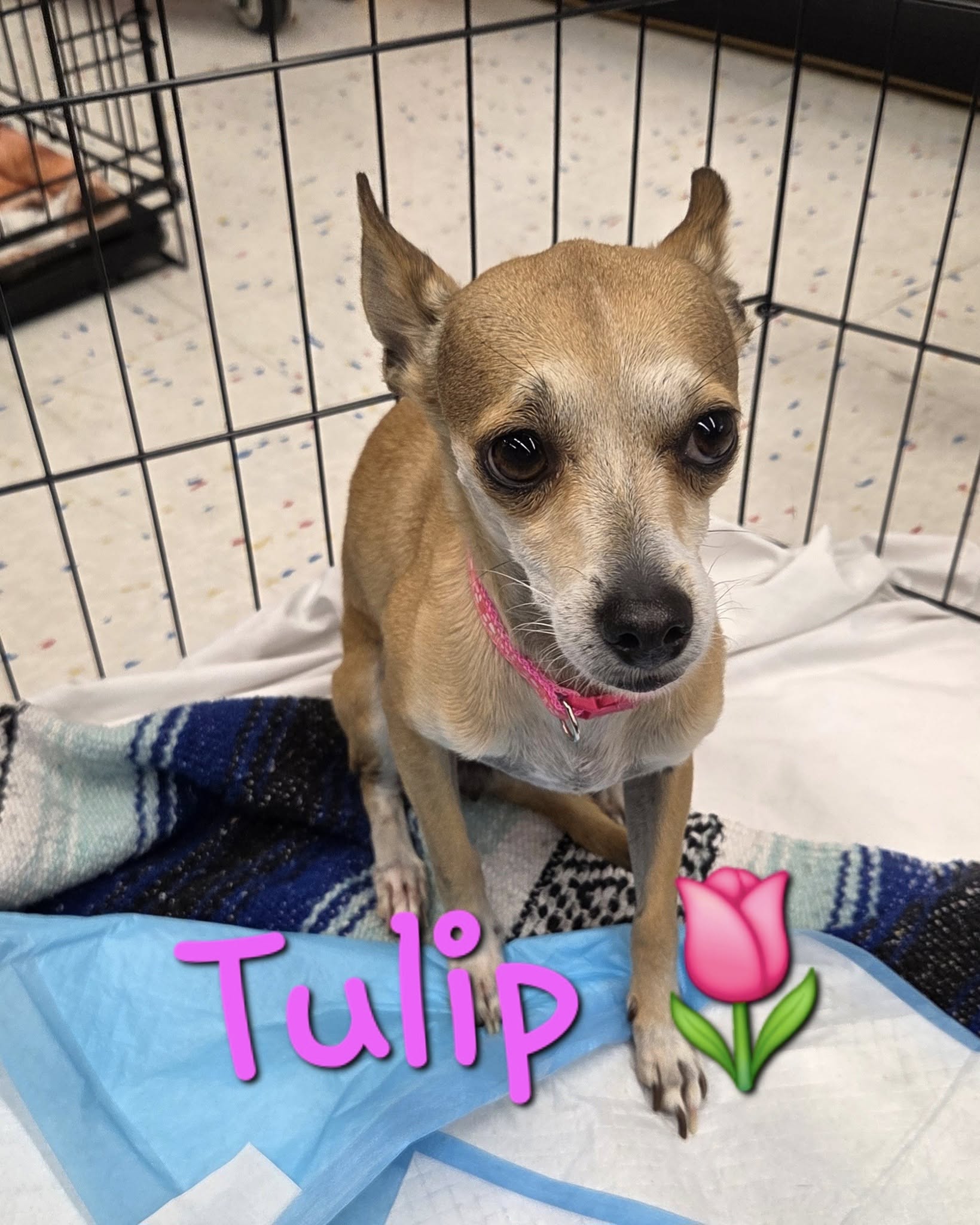 Tulip
