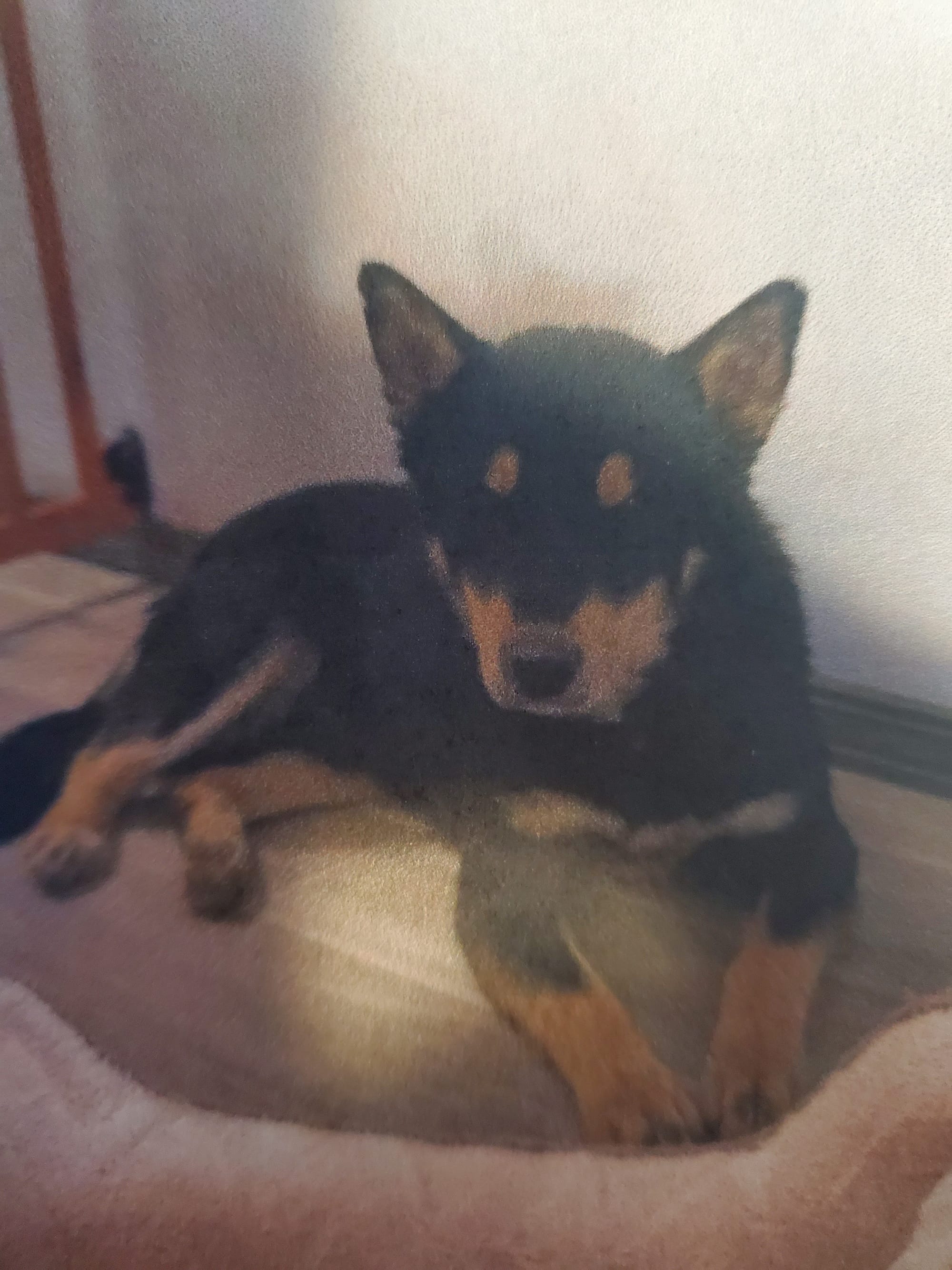 Balto