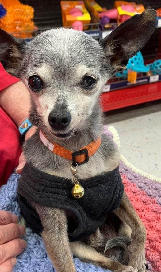 Paco (Paiko)