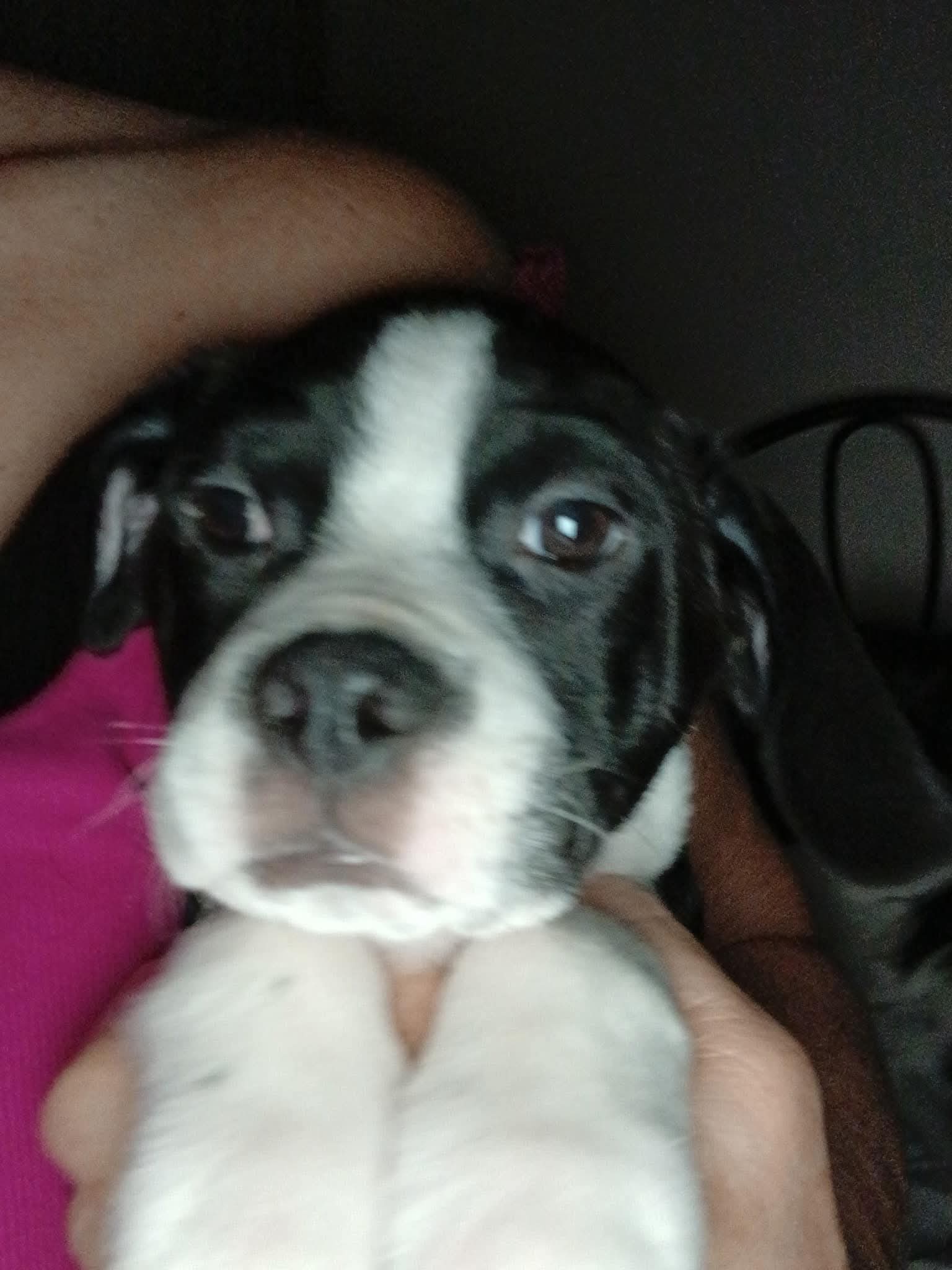 Elmer