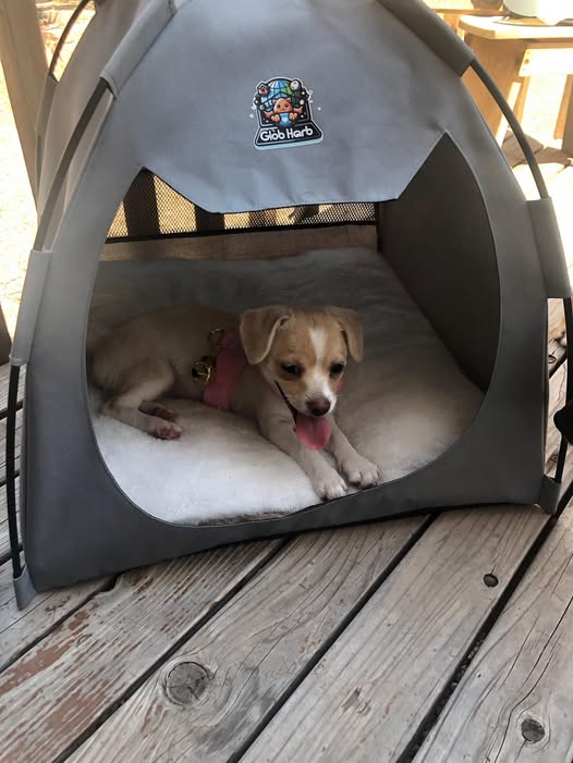 Leila