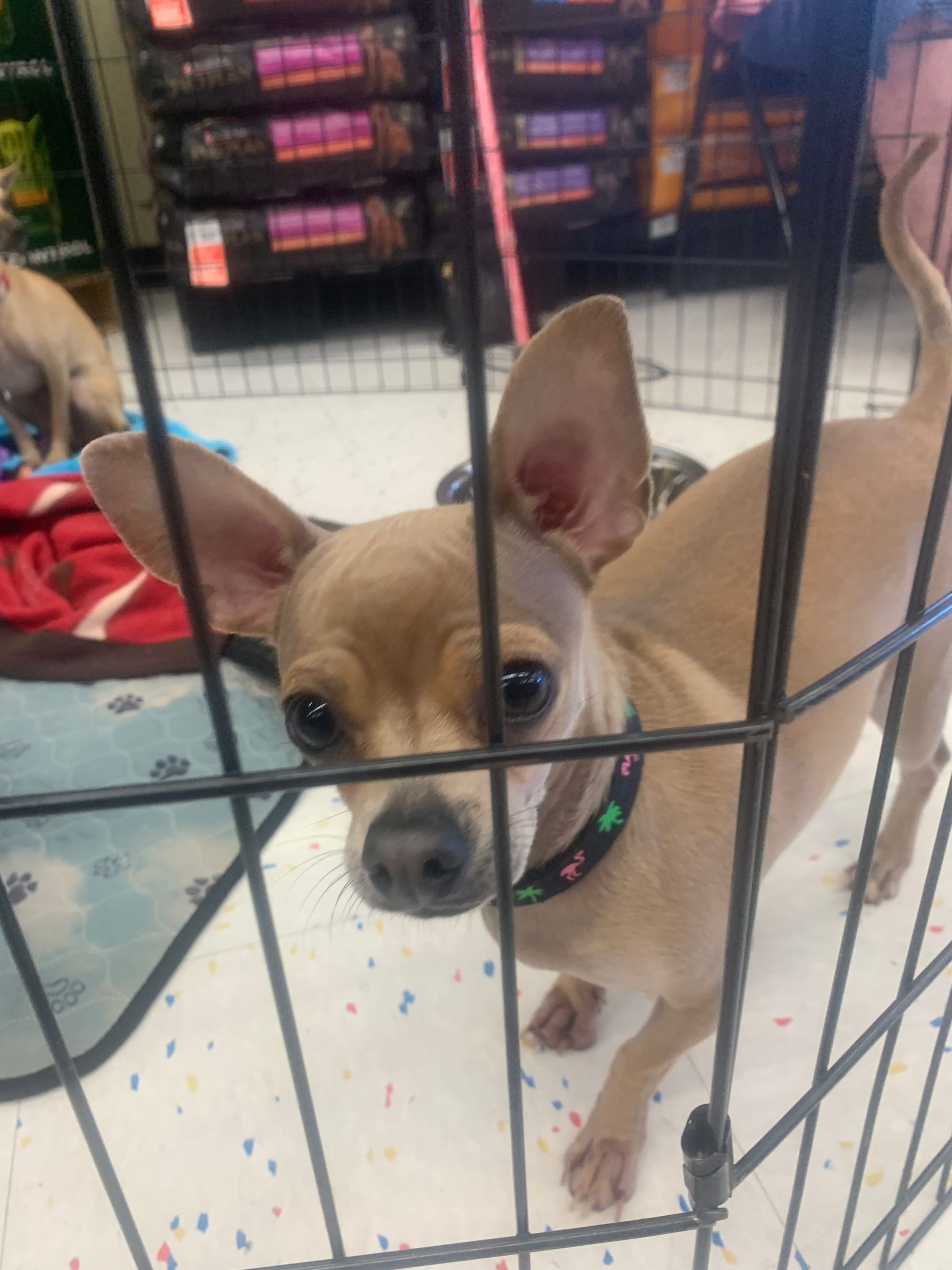 Penny Lou
