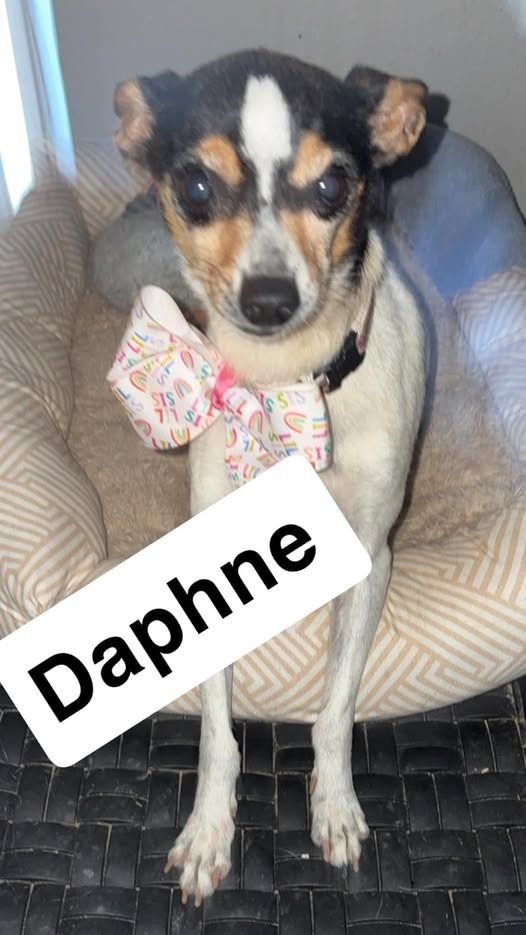 Daphne