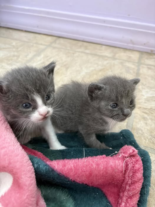 baby 1 & baby 2