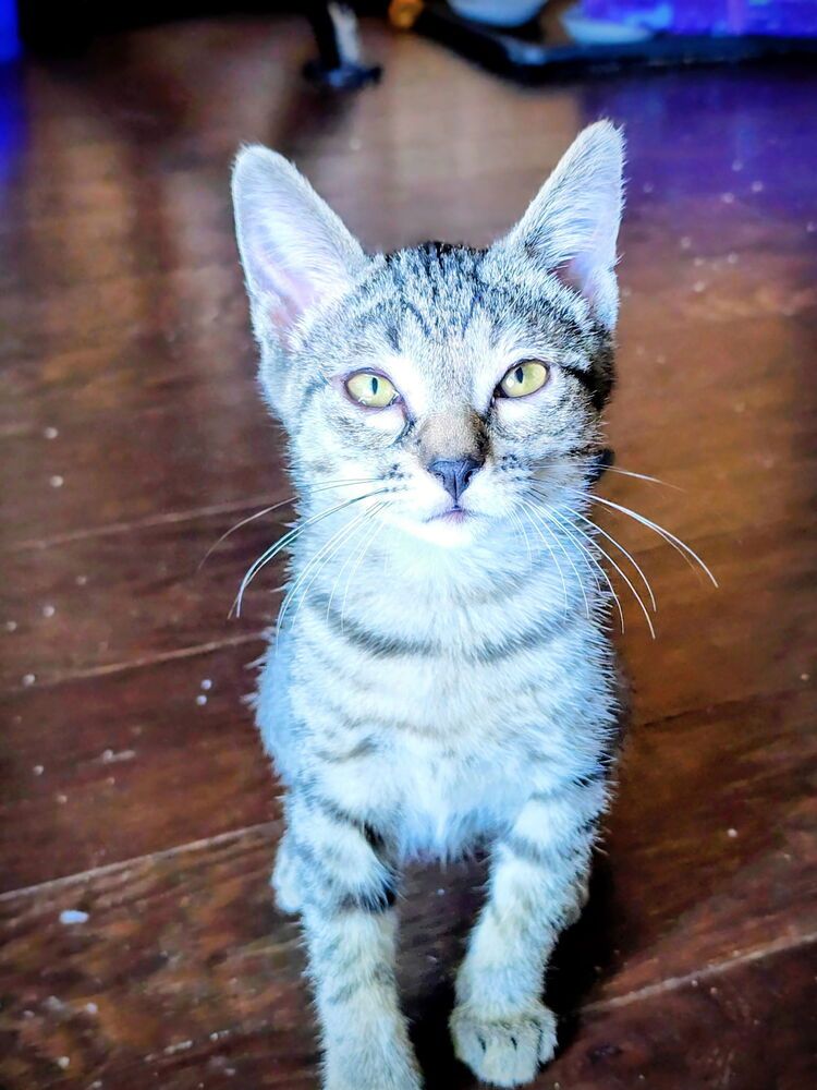 Cas