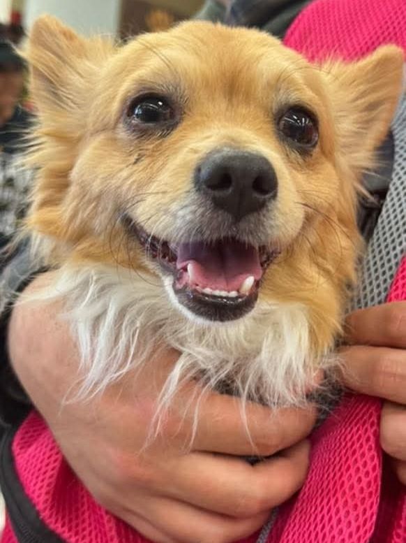 Chewbacca (Chewie)