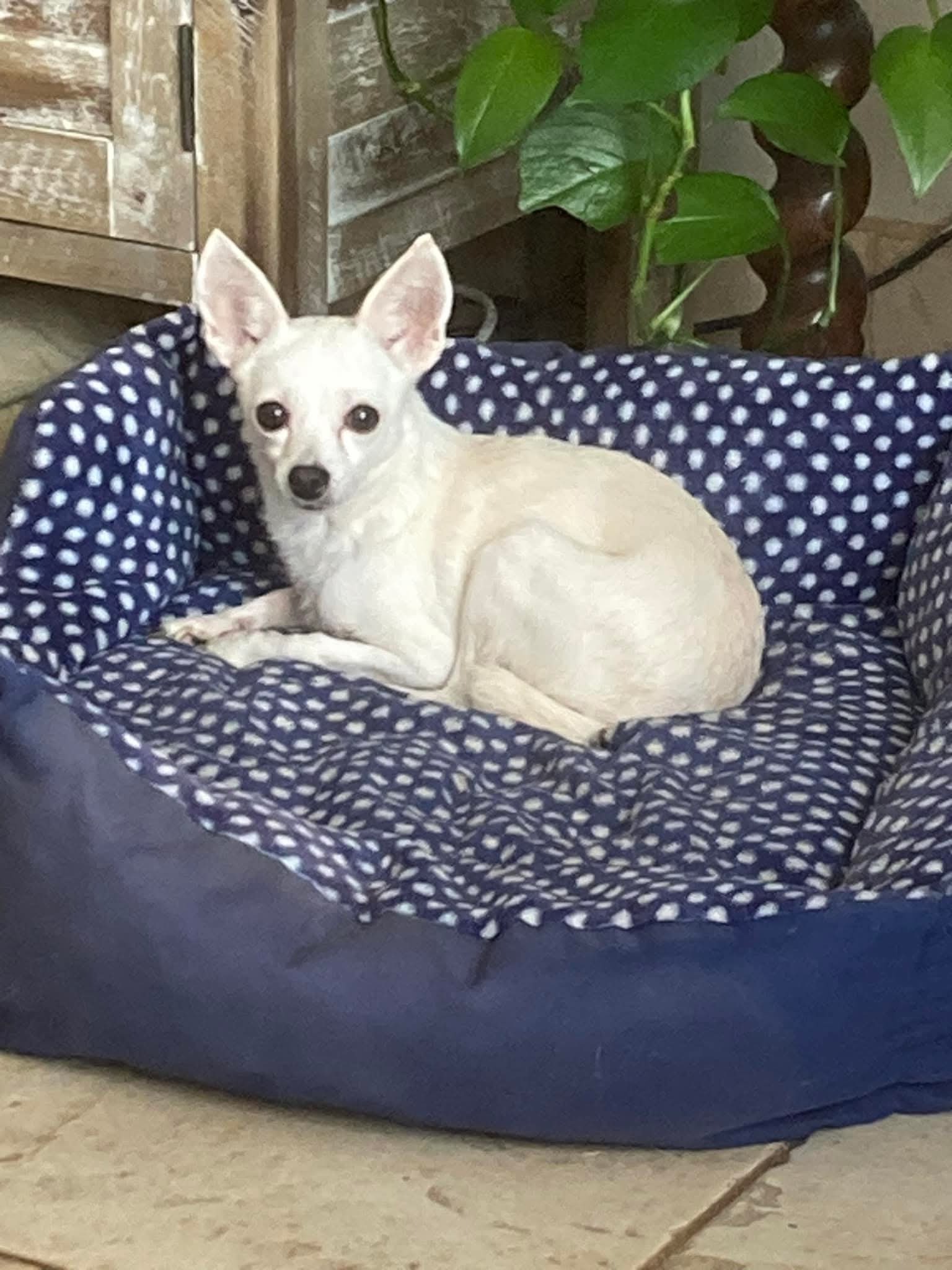 Foxy.  not available yet