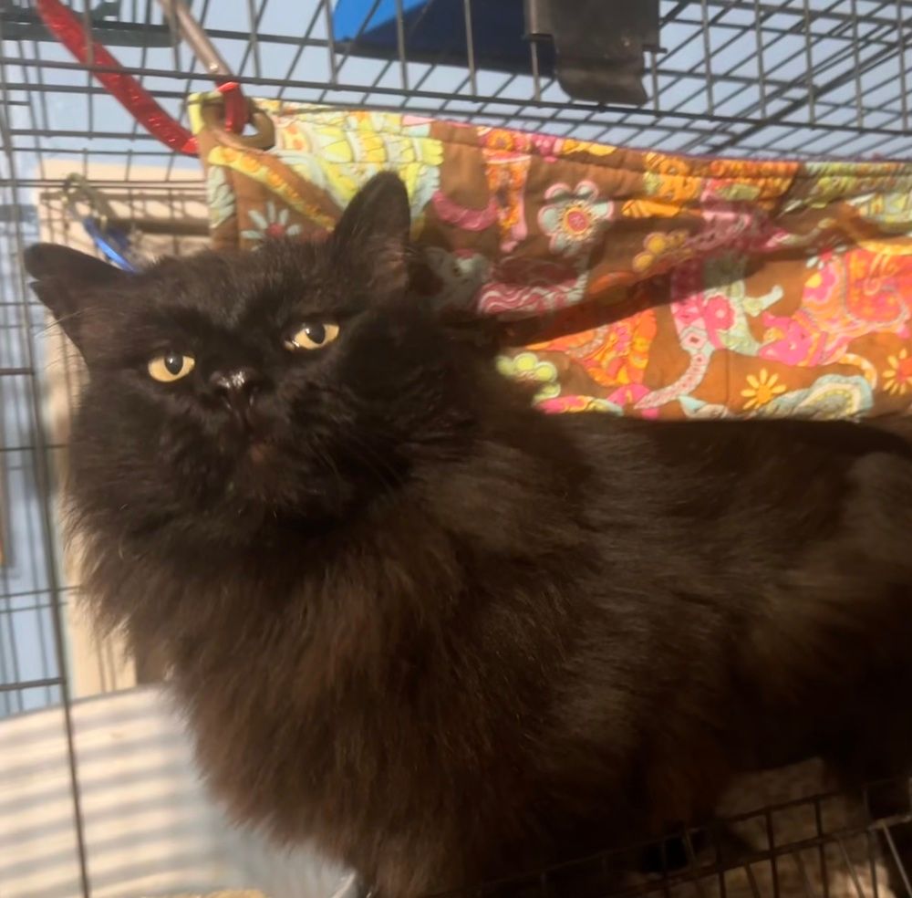 Romeo (pending adoption)