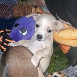 Adelind- dumpster puppy- AVAILABLE IN APRIL