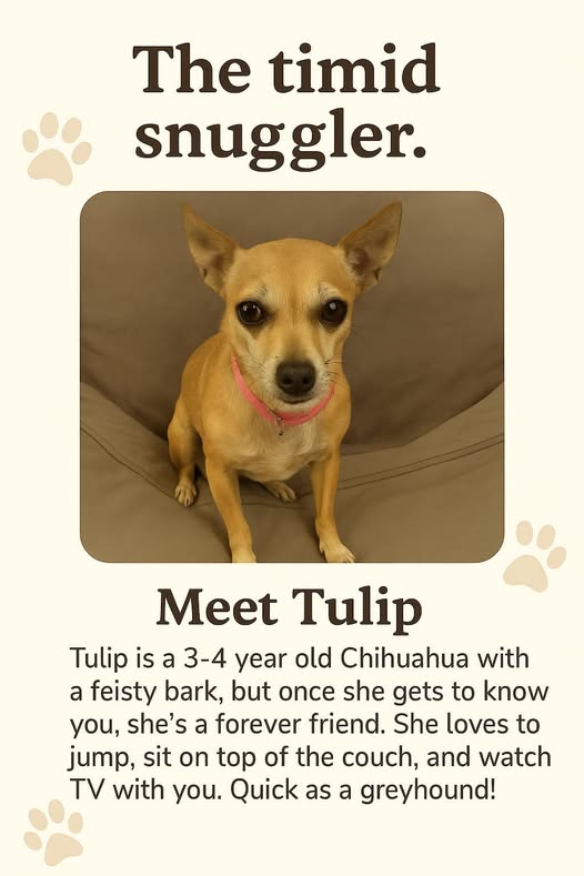 Tulip