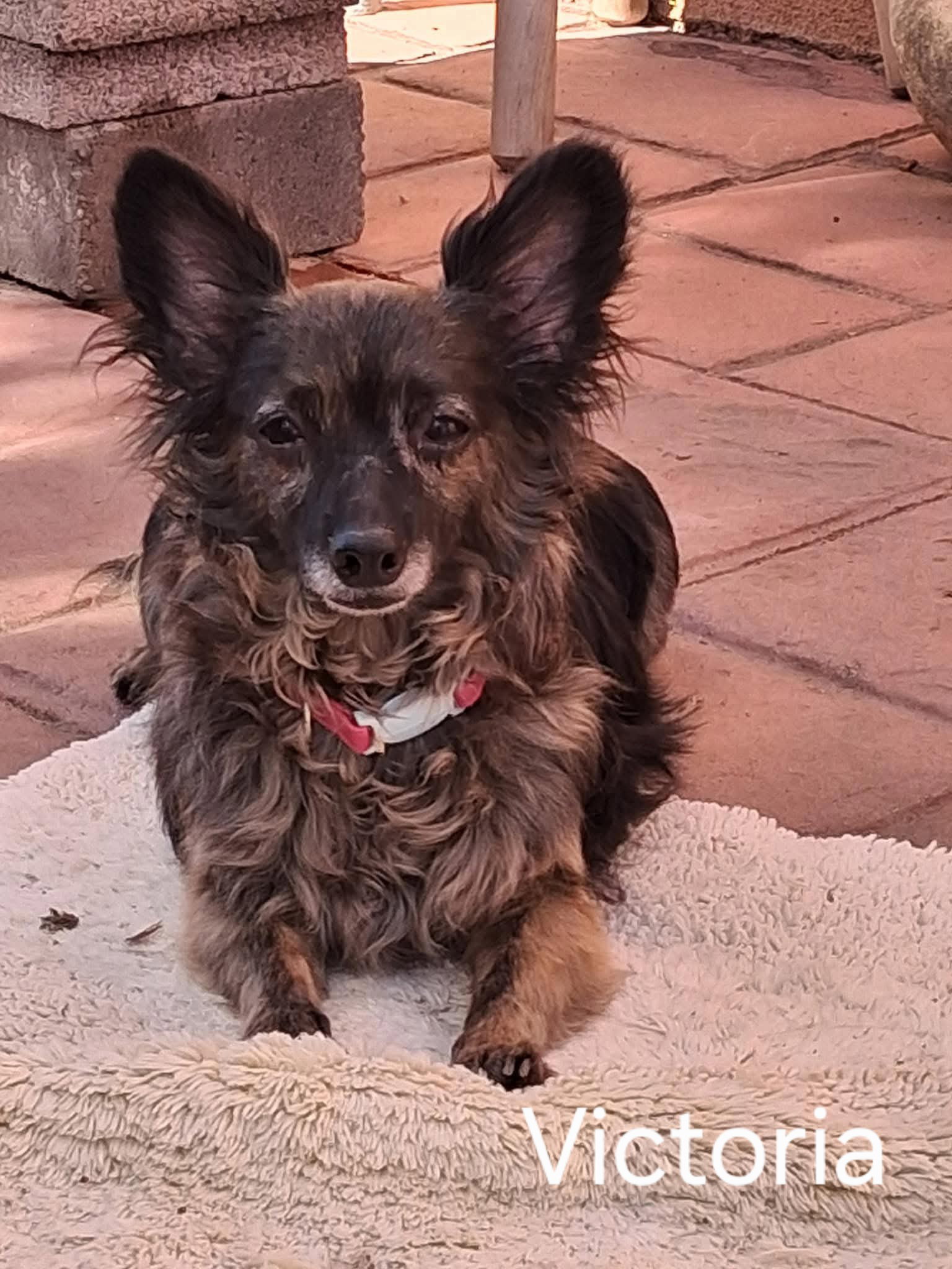 Victoria ADOPTION PENDING