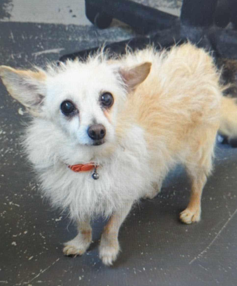 Fonzie- adoption pending