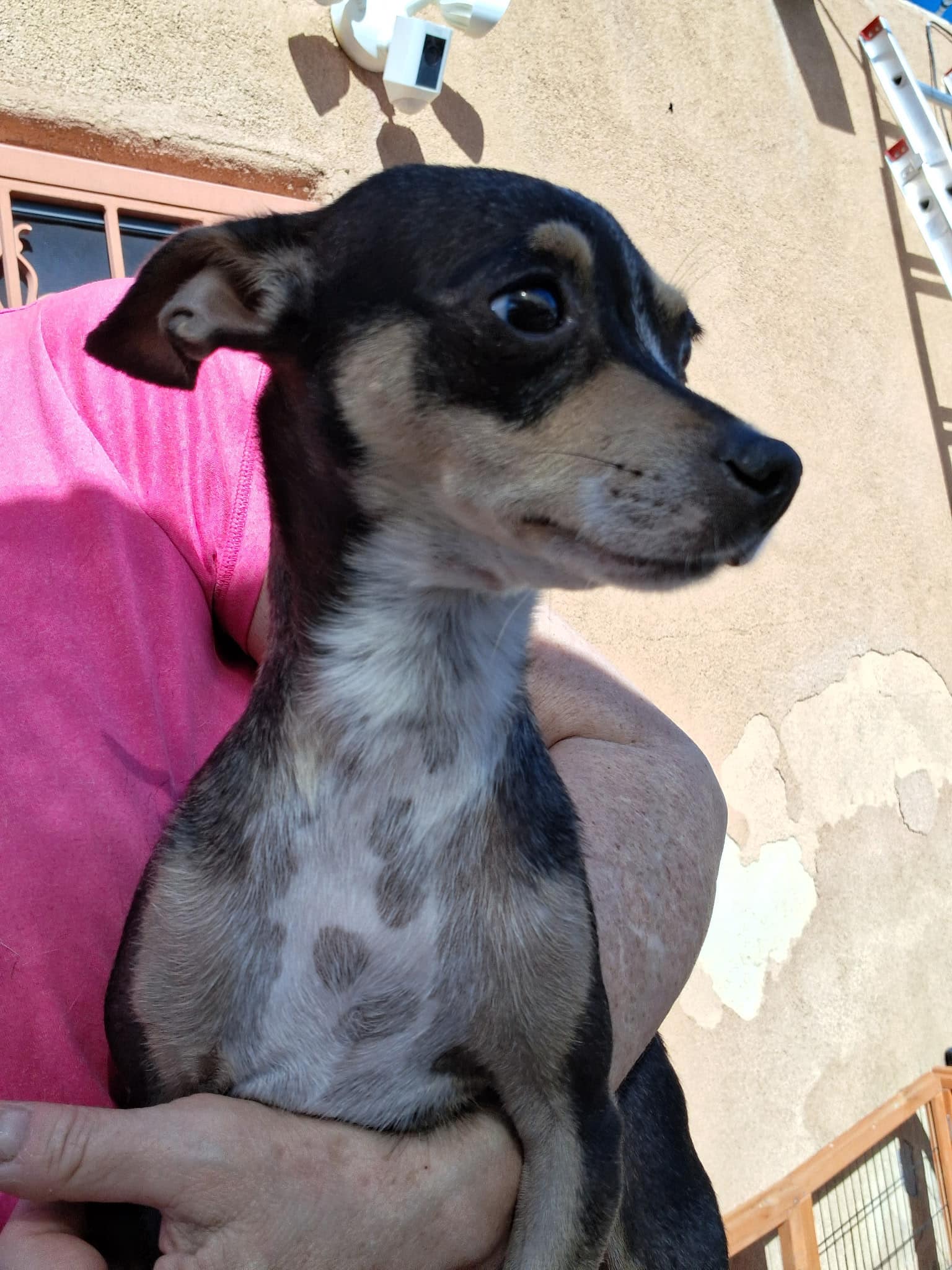 Henrietta ADOPTION PENDING