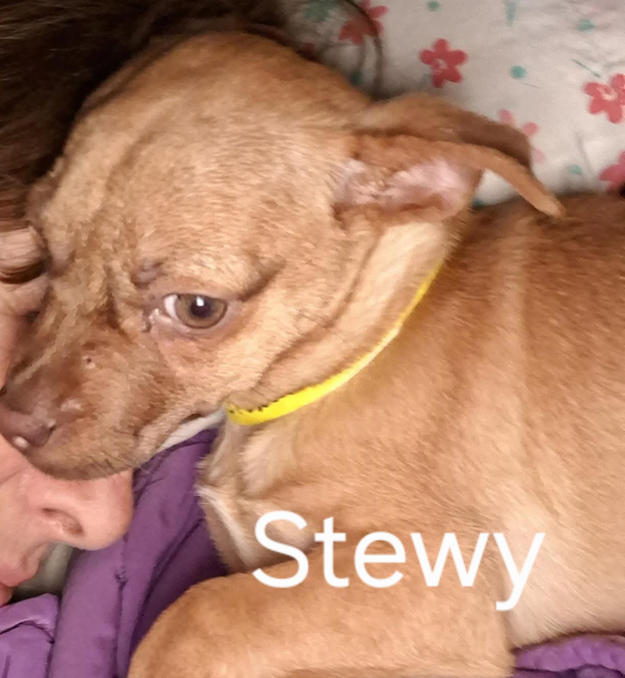 Stewart (Stewy)