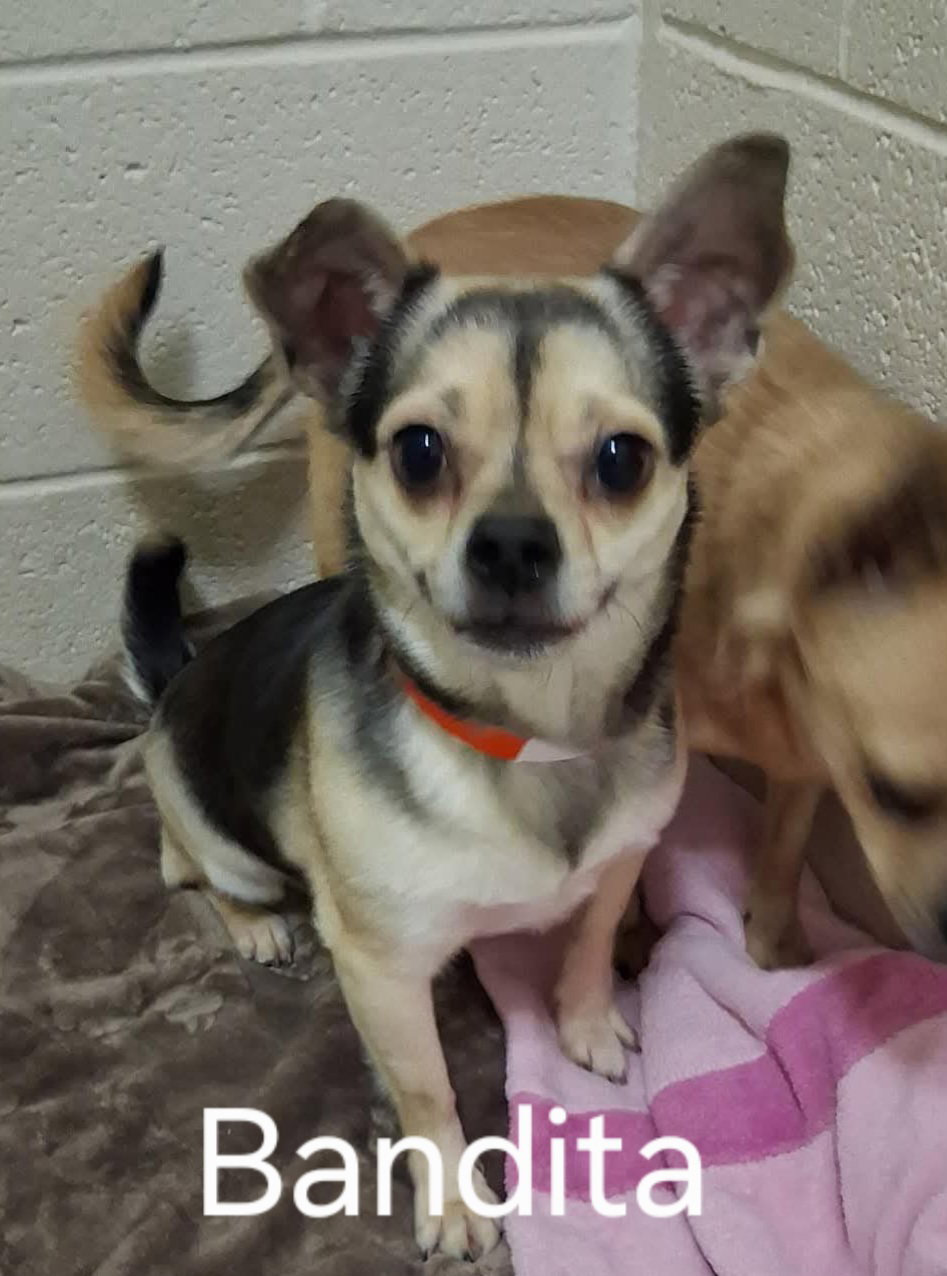 Bandita