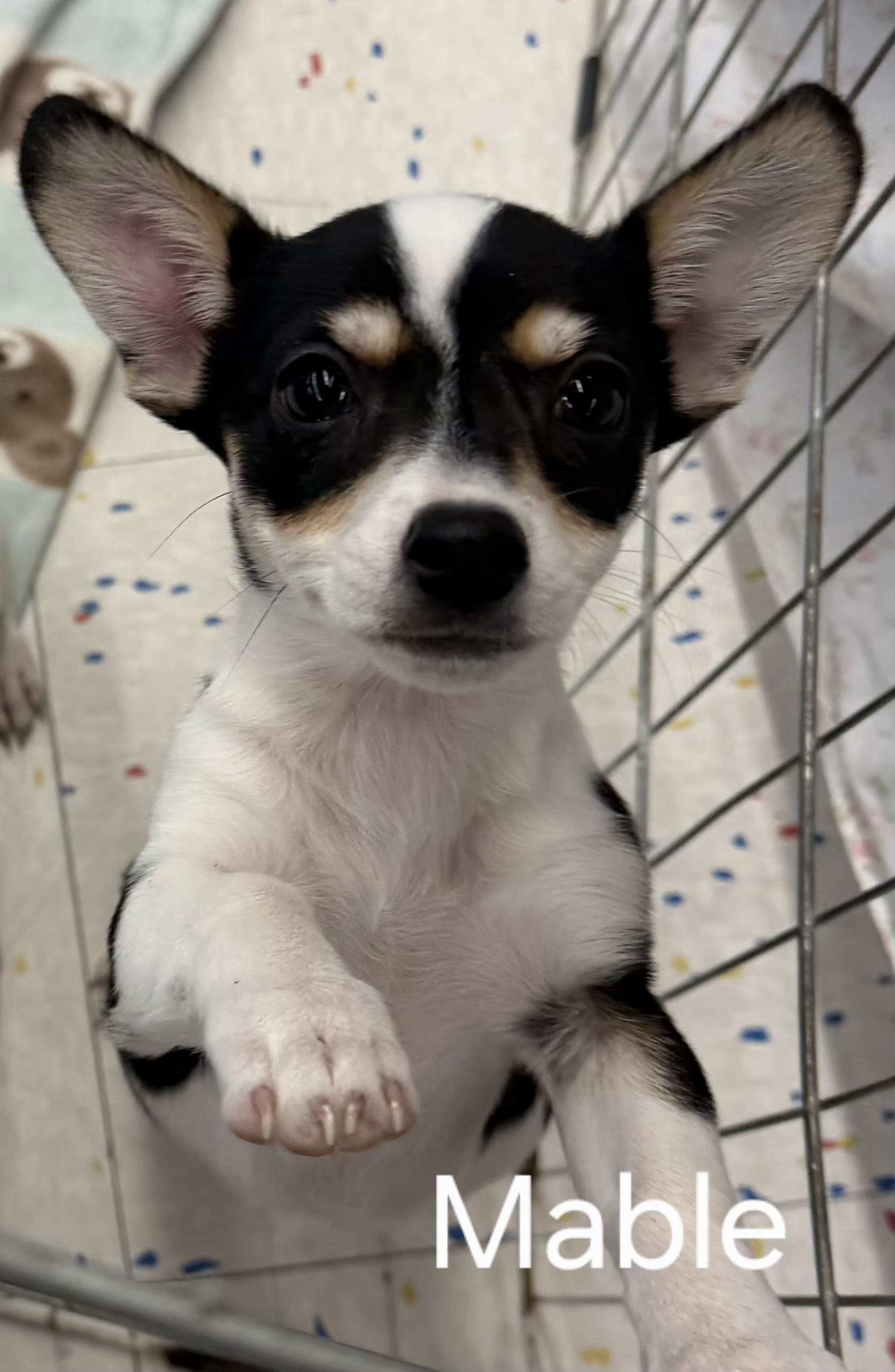 Mable- ADOPTION PENDING