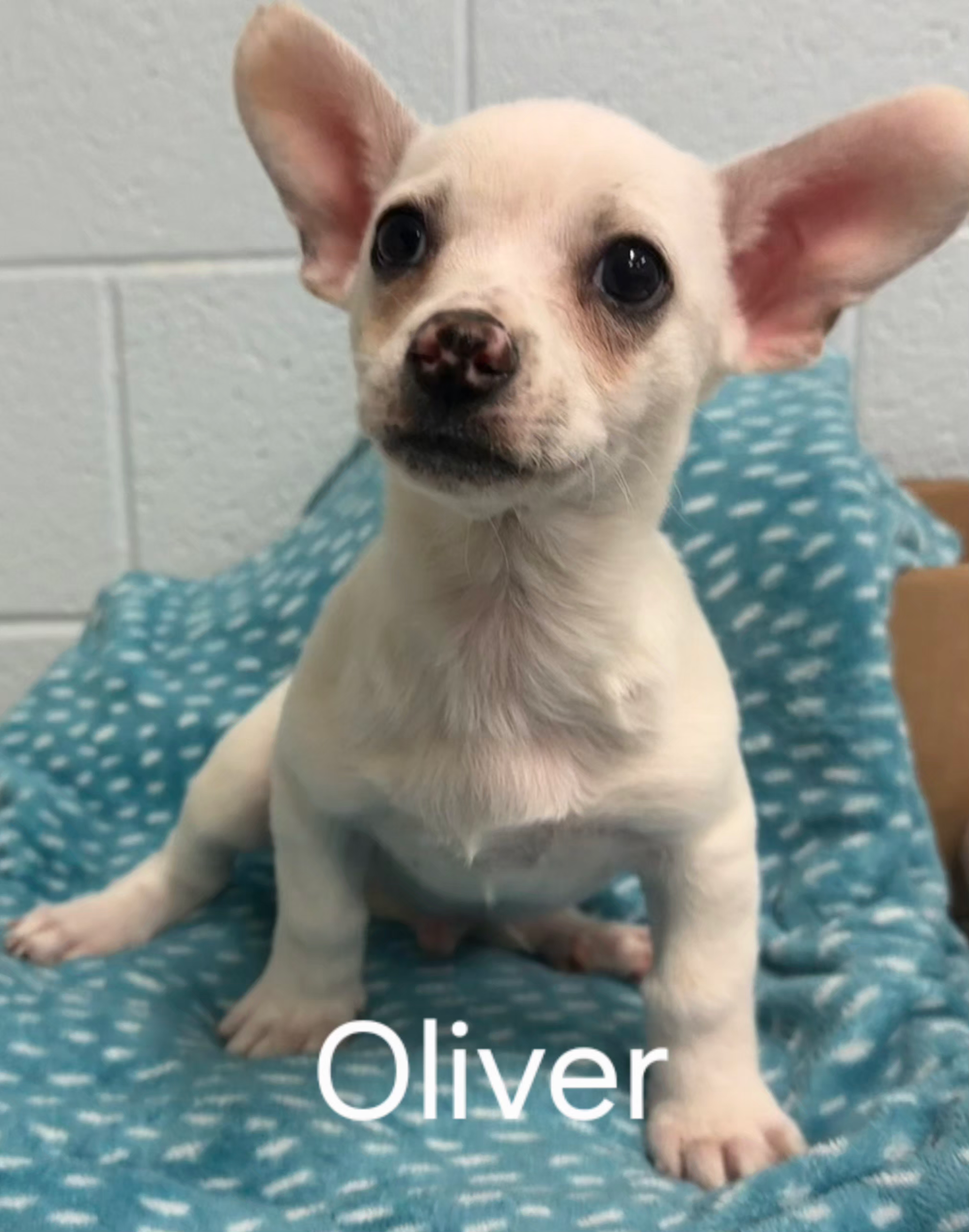 Oliver