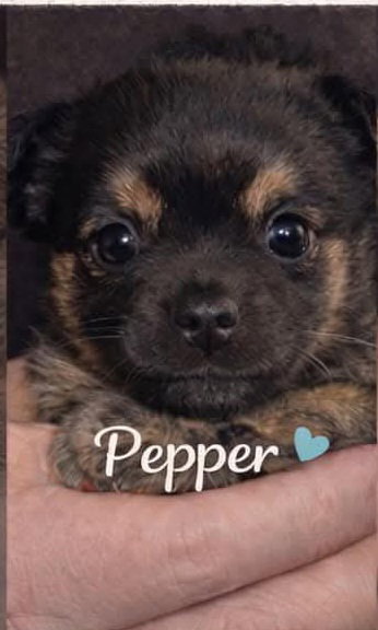 Pepper ADOPTION PENDING