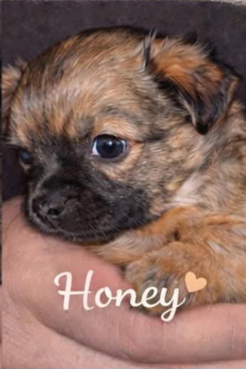 Honey