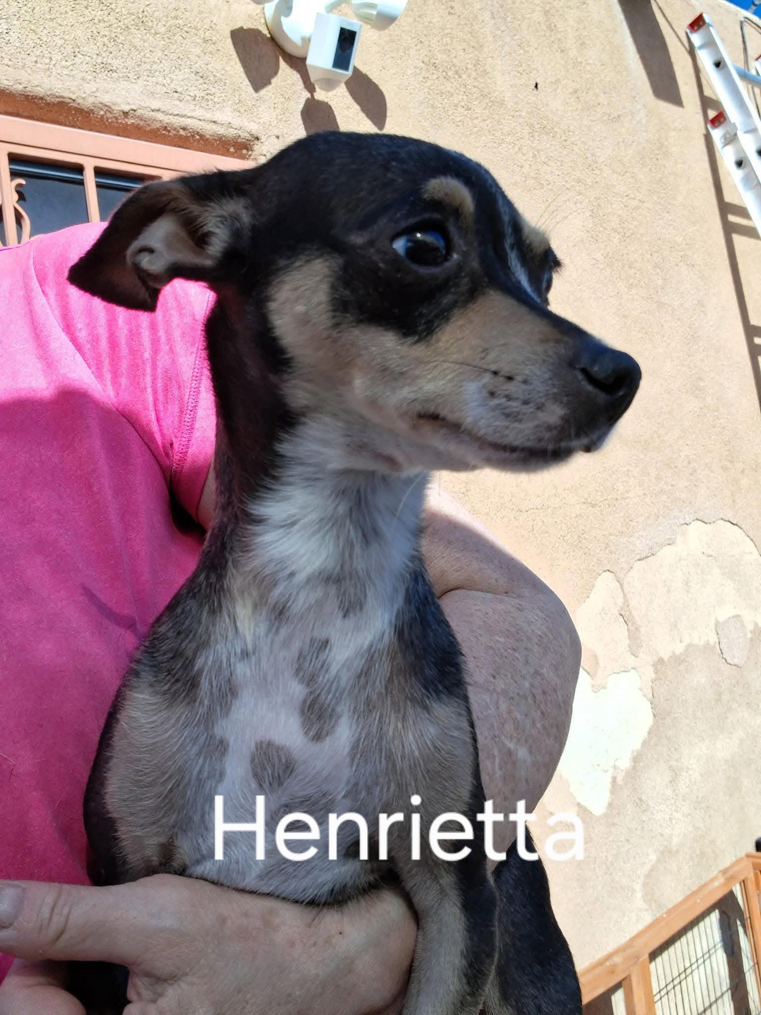 Henrietta