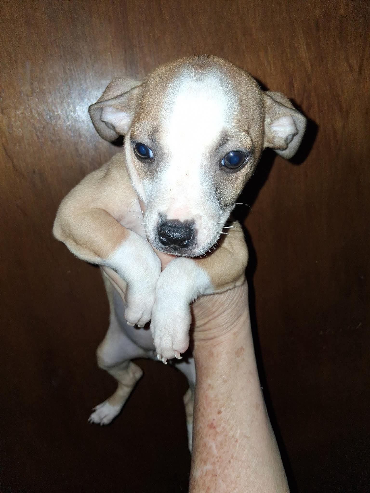 Betsy ADOPTION PENDING