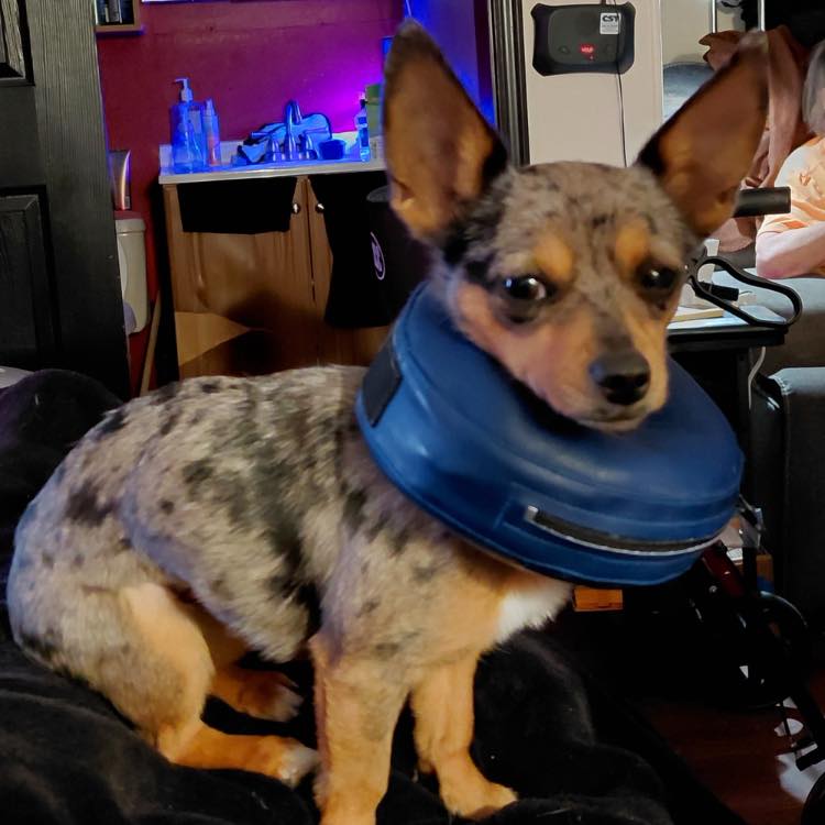 Hazel ADOPTION PENDING