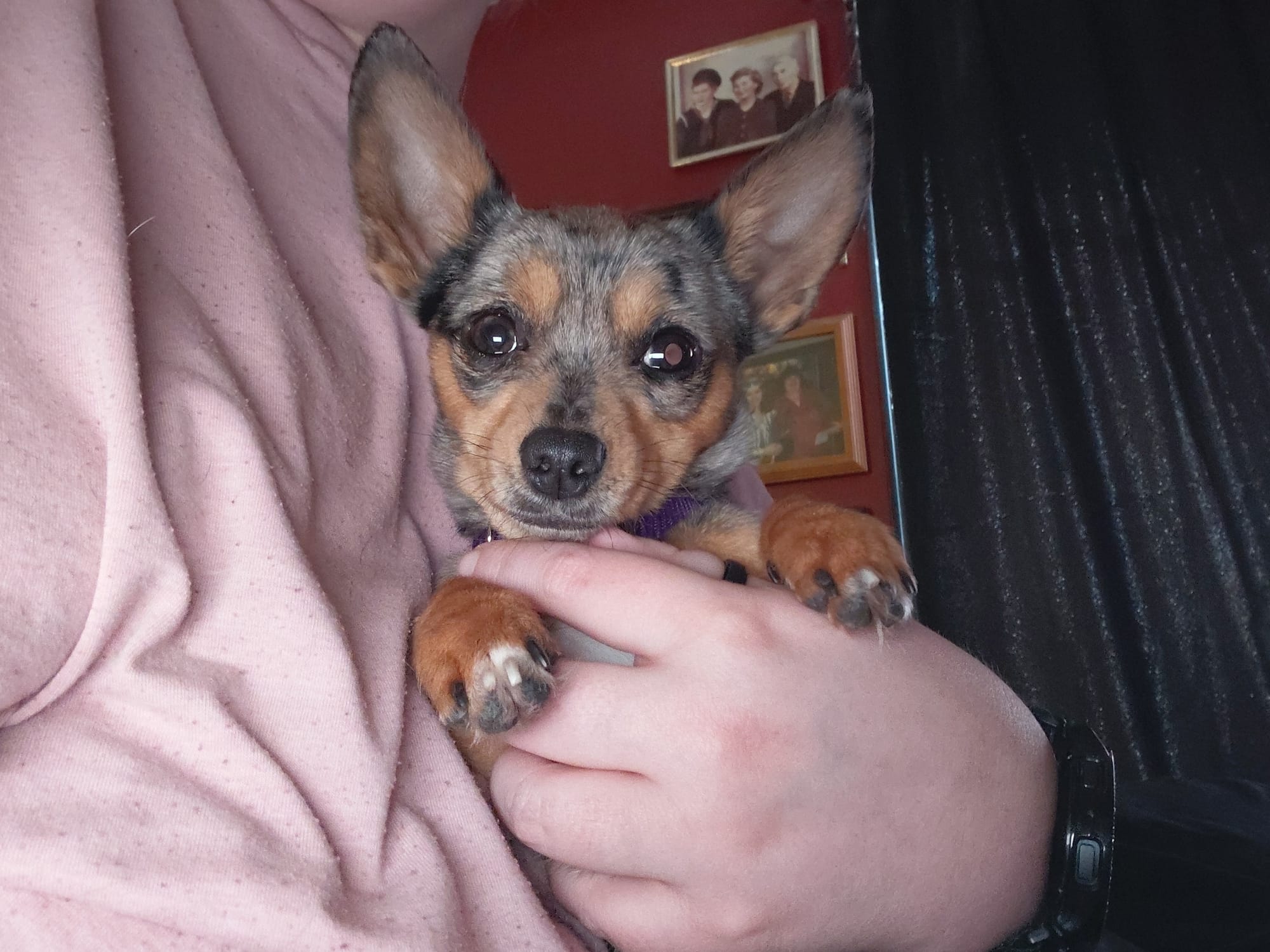 Hazel