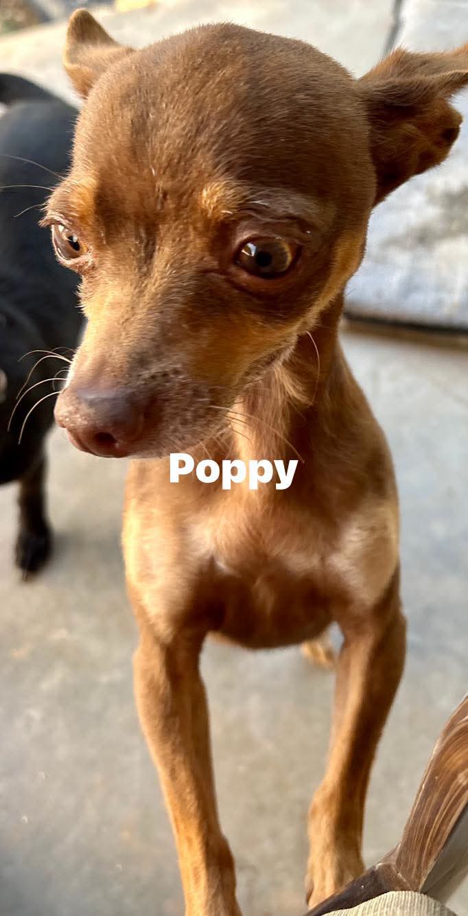 Poppy