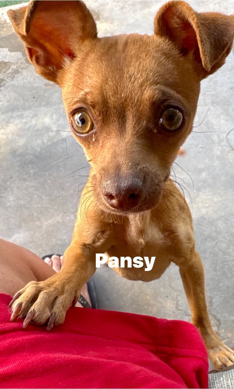 Pansy