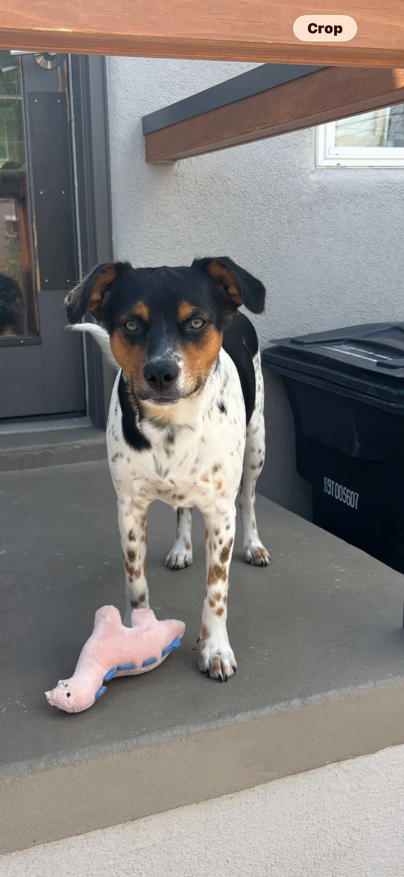 Brutus