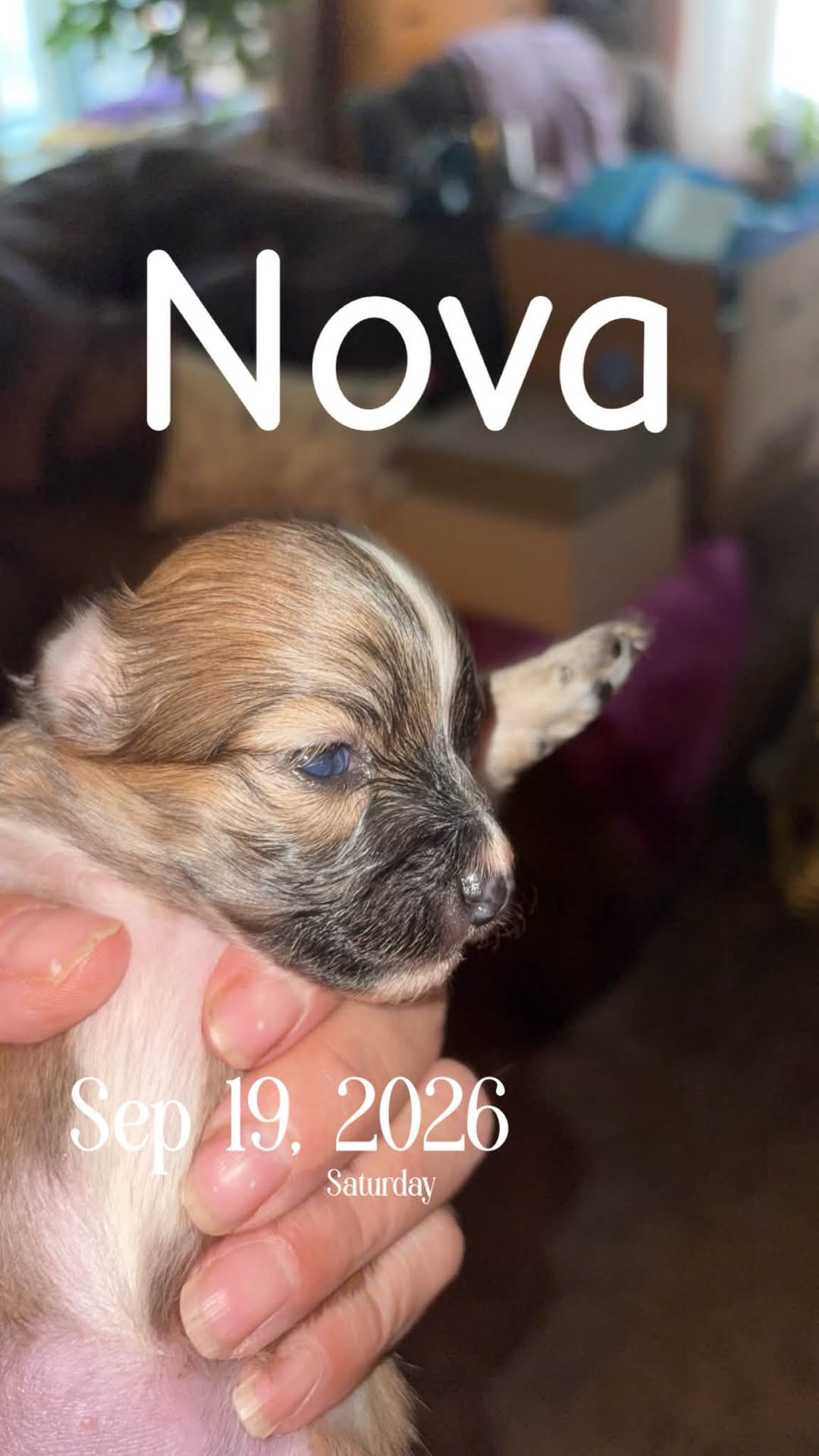 Nova