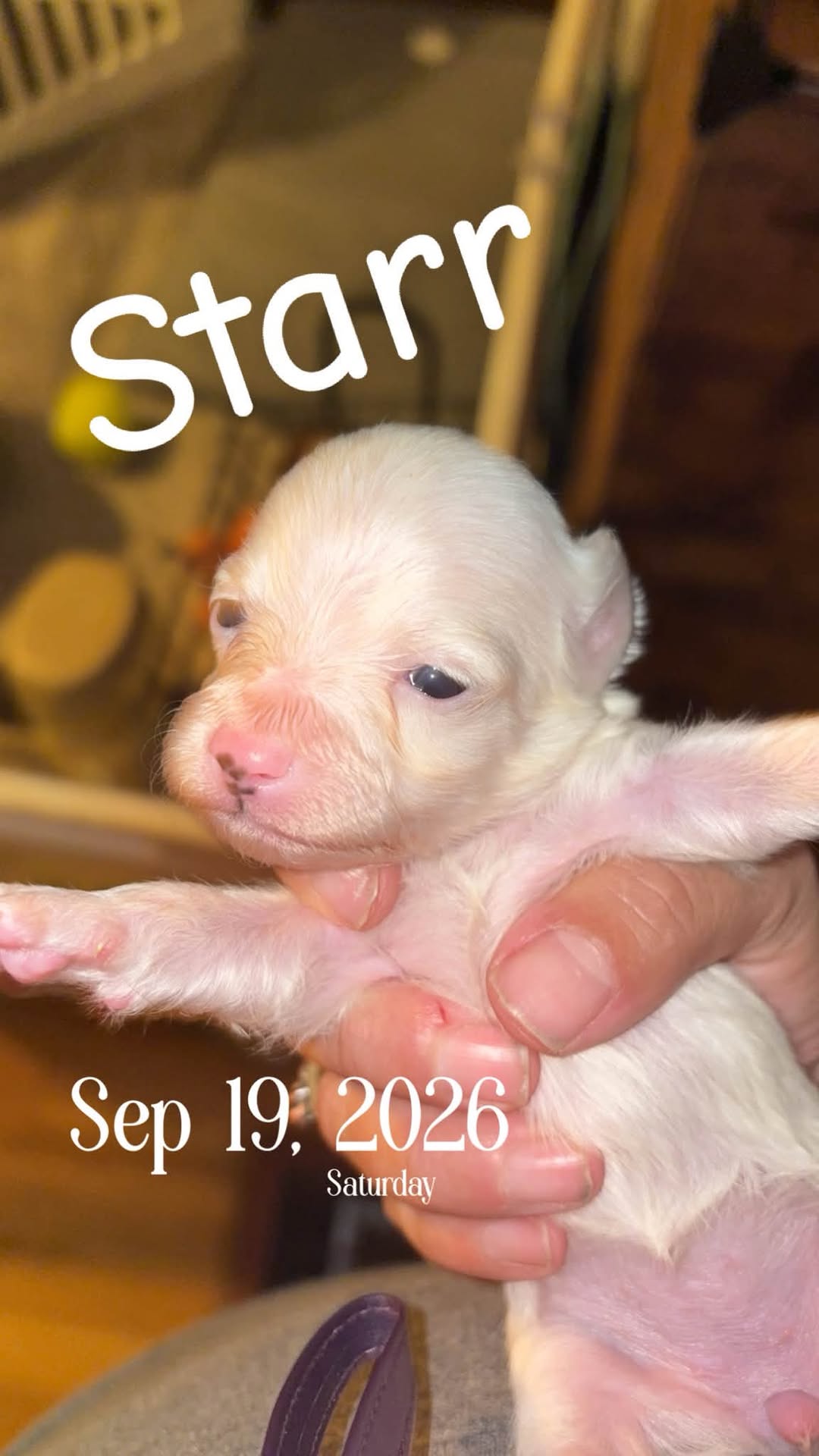 Starr ADOPTION PENDING
