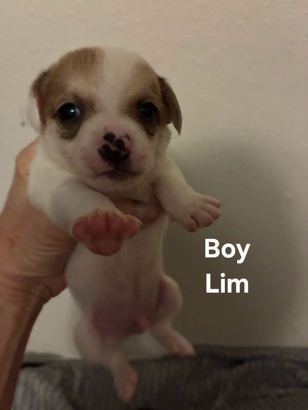 Liam