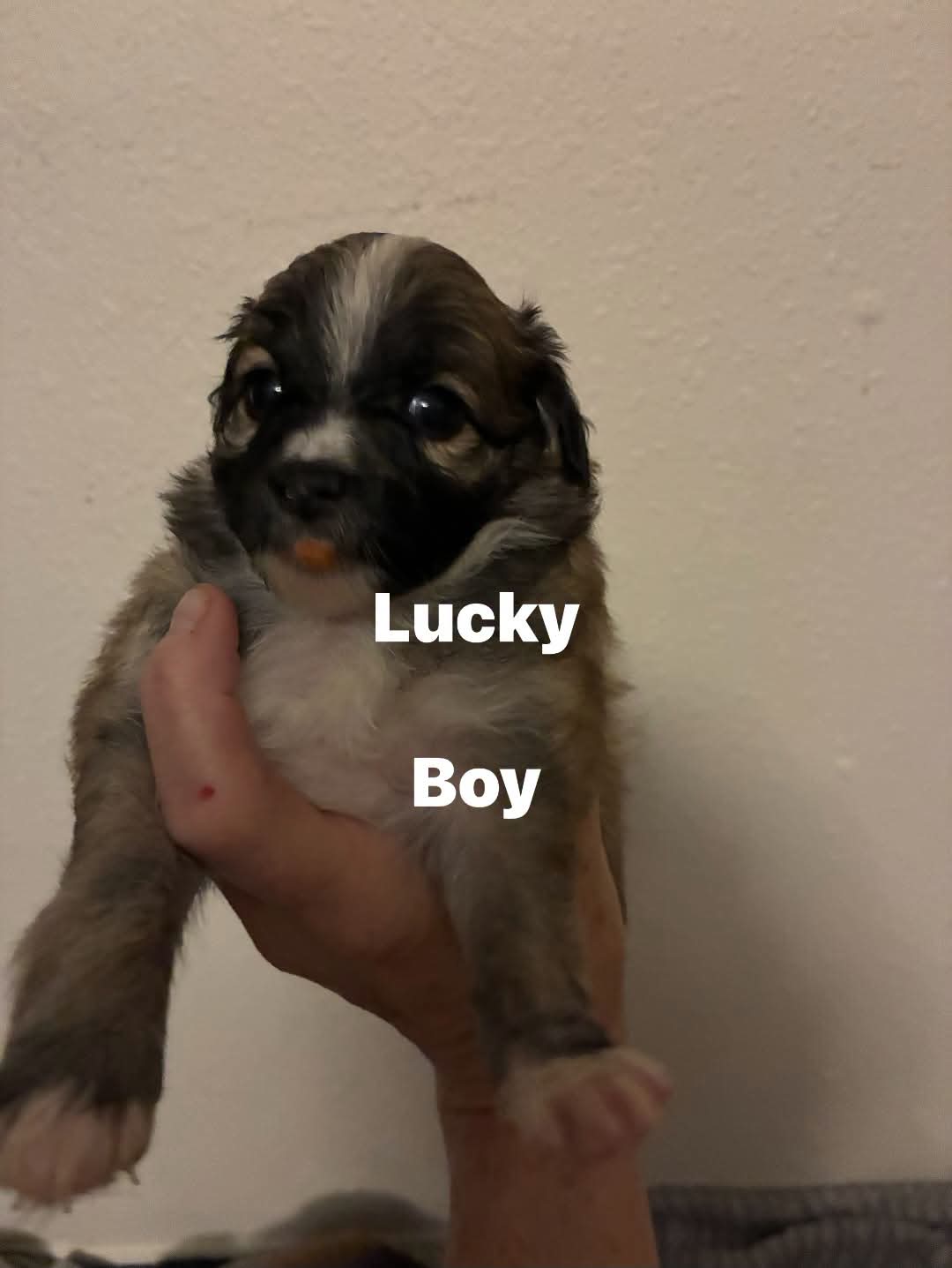 Lucky
