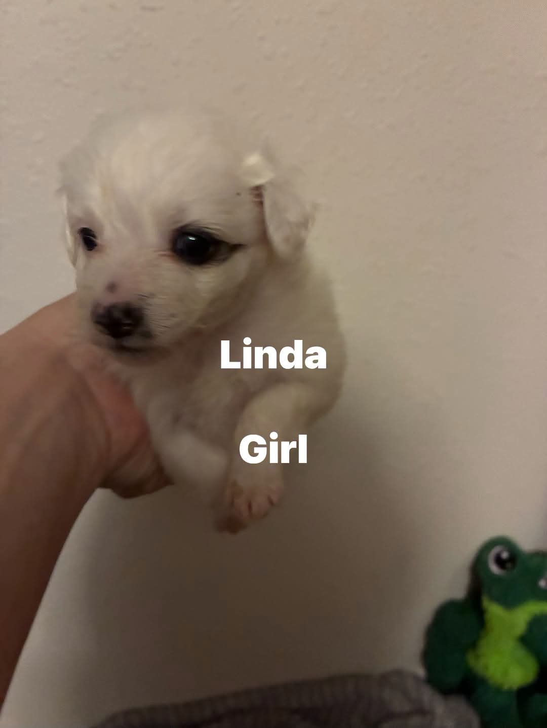 Linda ADOPTION PENDING